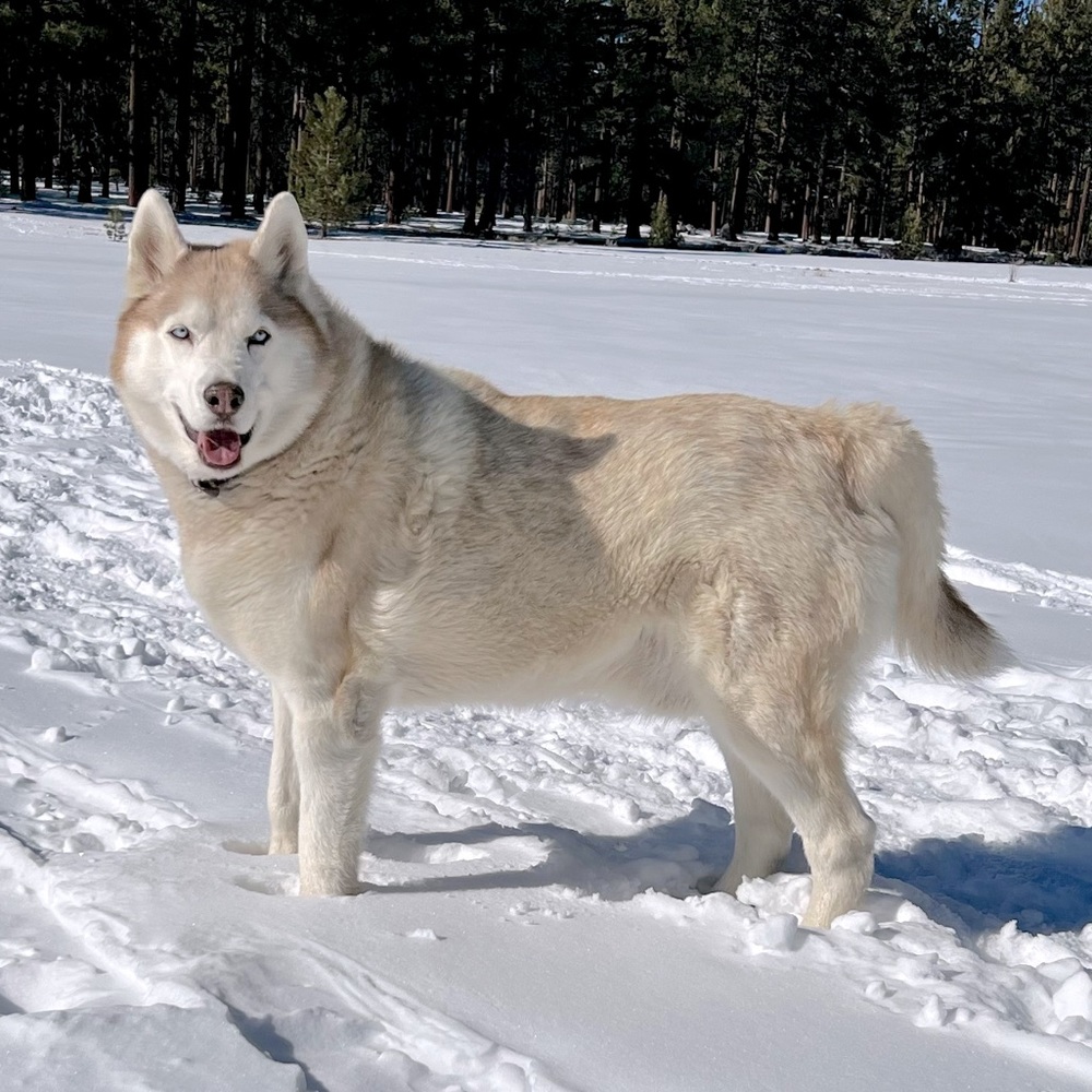 Meet your Posher, Shu